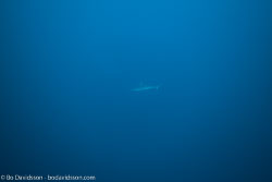 BD-161102-Pantar-4455-Carcharhinus-amblyrhynchos-(Bleeker.-1856)-[Grey-reef-shark.-Grå-revhaj].jpg